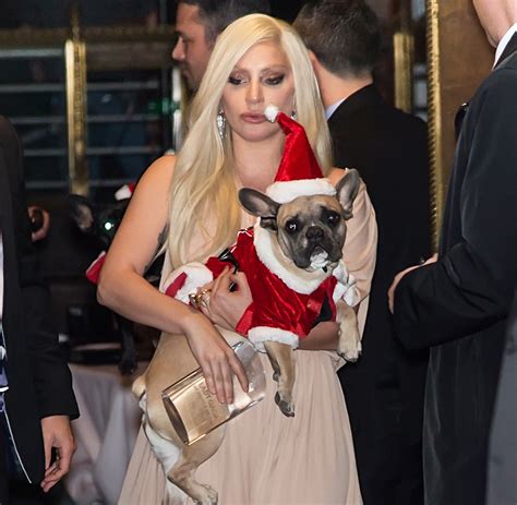 lady gaga and her dogs